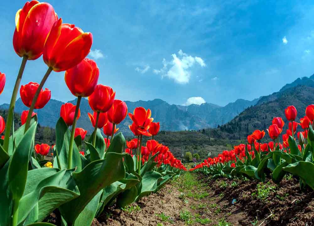 Indira Gandhi Memorial Tulip Garden near Katra, Jammu and Kashmir